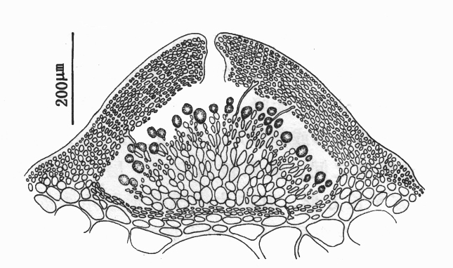  p>海南江蓠的藻体直立,圆柱状,单生或丛生,近基部略细,基部具一小盘