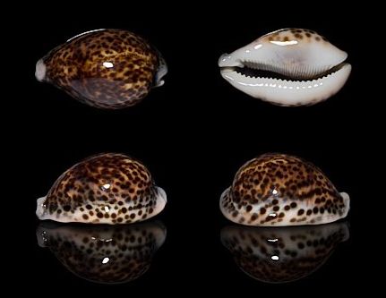  p>花豹宝螺(学名:cypraea pantherina )是腹足纲宝螺科的软体动物.