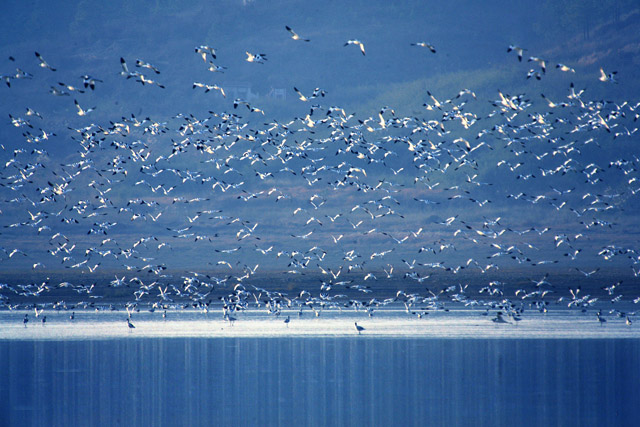 江西省东鄱阳湖湿地景区