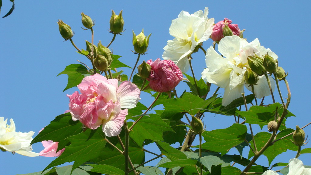 hibiscus mutabilis linn