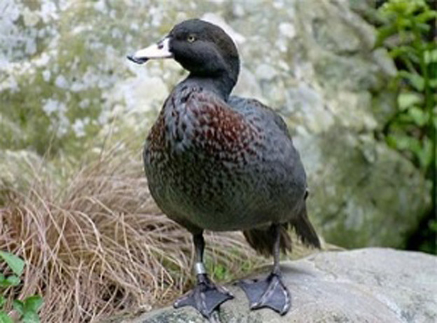  p>山蓝鸭是雁形目鸭科麻鸭亚科的鸟类,又叫山鸭,蓝鸭,是 i>hymenola