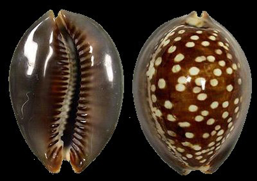humpback cowrie