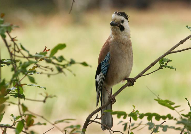  p>松鸦云南亚种(学名:garrulus glandarius leucotis)是 a target="