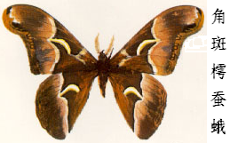 角斑樗蚕蛾