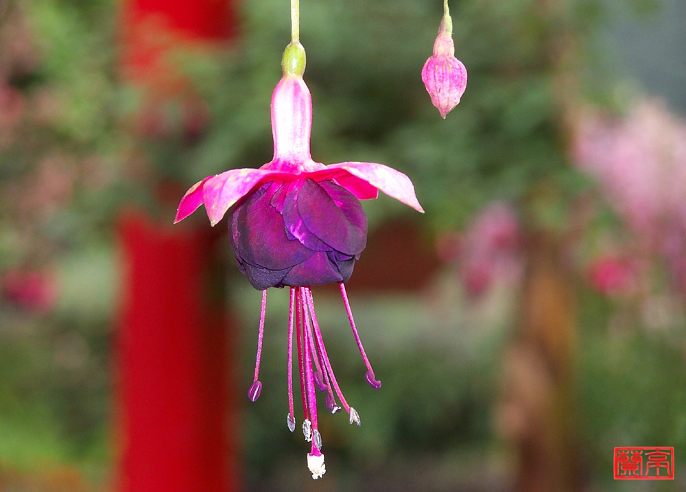  p>越南吊钟花,(学名: i>enkianthus ruber /i> dop):是 a target="