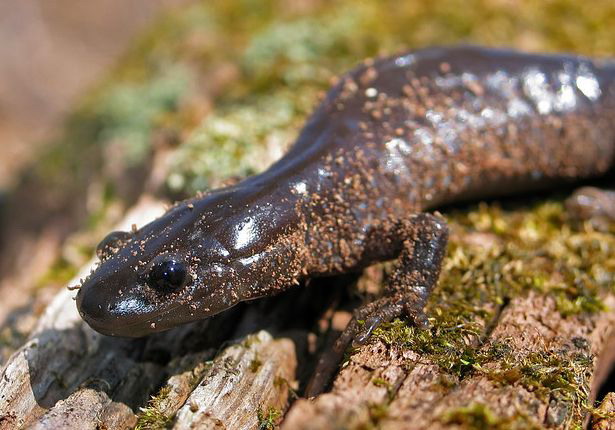  p>杰斐逊钝口螈(学名: i>ambystoma jeffersonianum /i>):属两栖纲