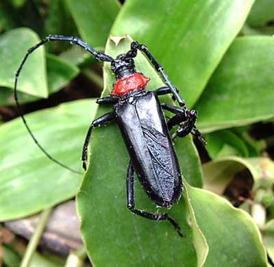  p>桃红颈天牛属鞘翅目, a href="#" data-lemmaid="6263256">天牛科 