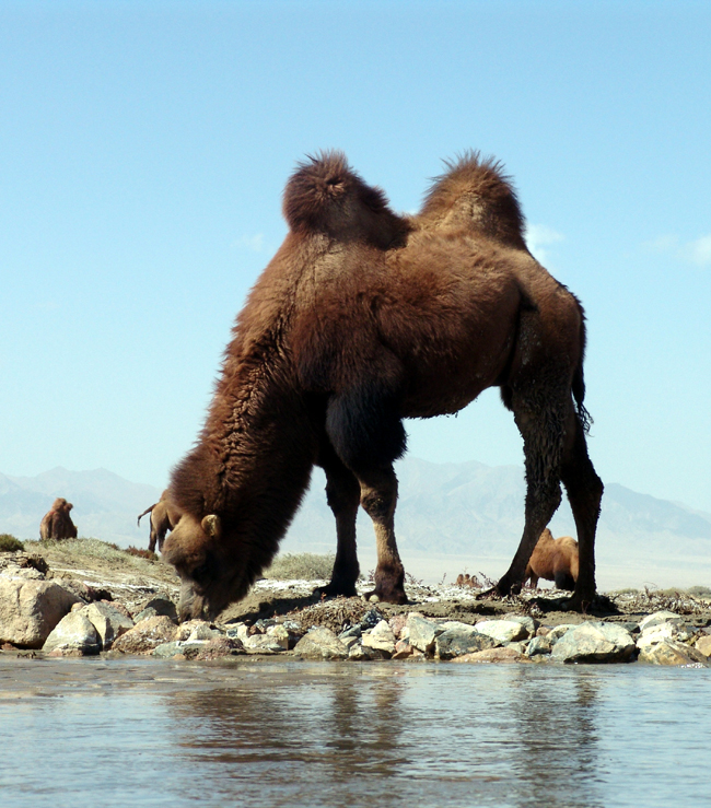 class="ref" data-ctrid="tir3imrk45hj">双峰驼又别名野骆驼 /span> 