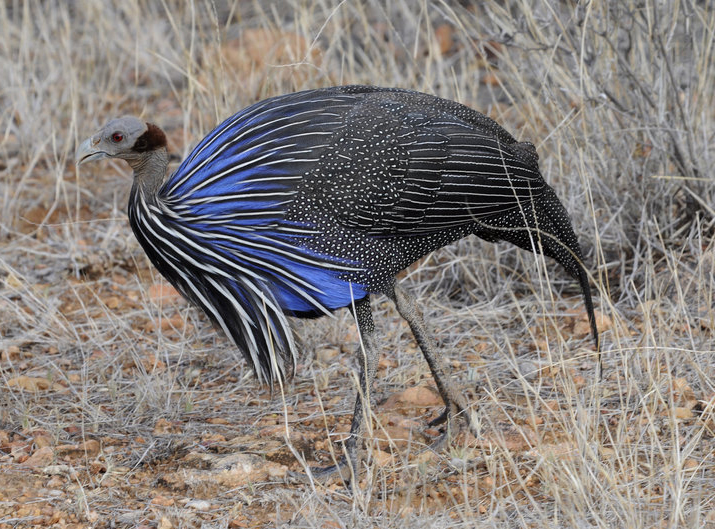 vulturine guineafowl