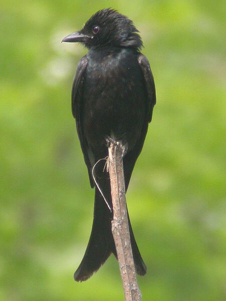  p>黑卷尾普通亚种(学名:dicrurus macrocercus cathoecus )是 a