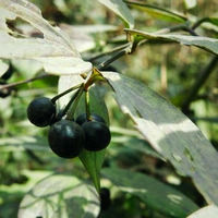  p>贵州民间方药.多年生草本植物万寿竹的根及根茎.