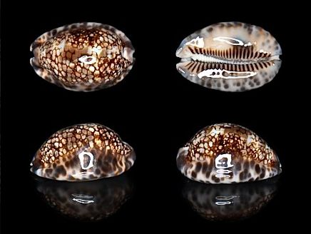  p>石胎宝螺(学名:mauritia maculifera scindata)是腹足纲宝螺科的 a