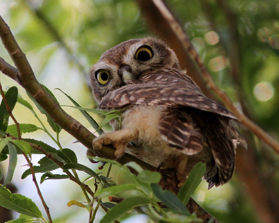  p>纵纹腹小鸮, i>athene noctua /i> (scopoli, 1769), a target="