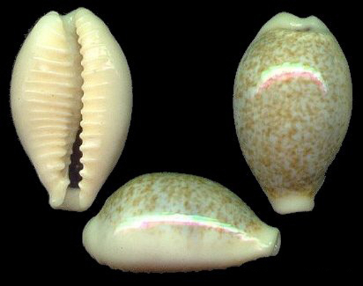 eclogavena dayritiana dayritiana