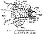 质外体