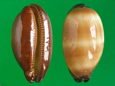  p>酒桶宝螺(学名:talparia talpa talpa)又名是 a href="#" data