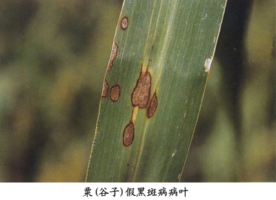  p>属 a target="_blank" href="/item/半知菌亚门真菌/15513925"