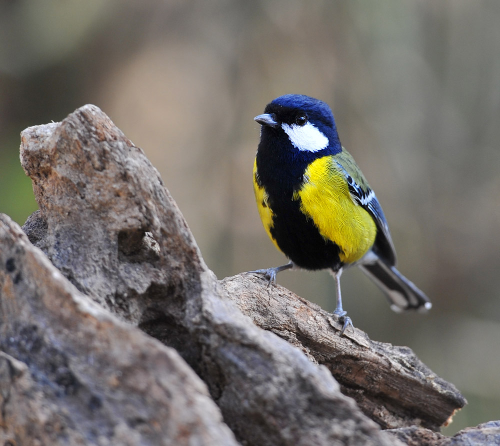 学名 i>parus monticolus /i>,英文名green-backed tit,也叫青背山雀