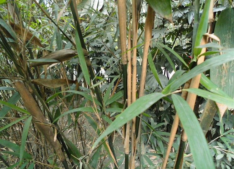  p> b>面竿竹 /b>(学名: b> i>pseudosasa orthotropa /i> /b>)为禾本