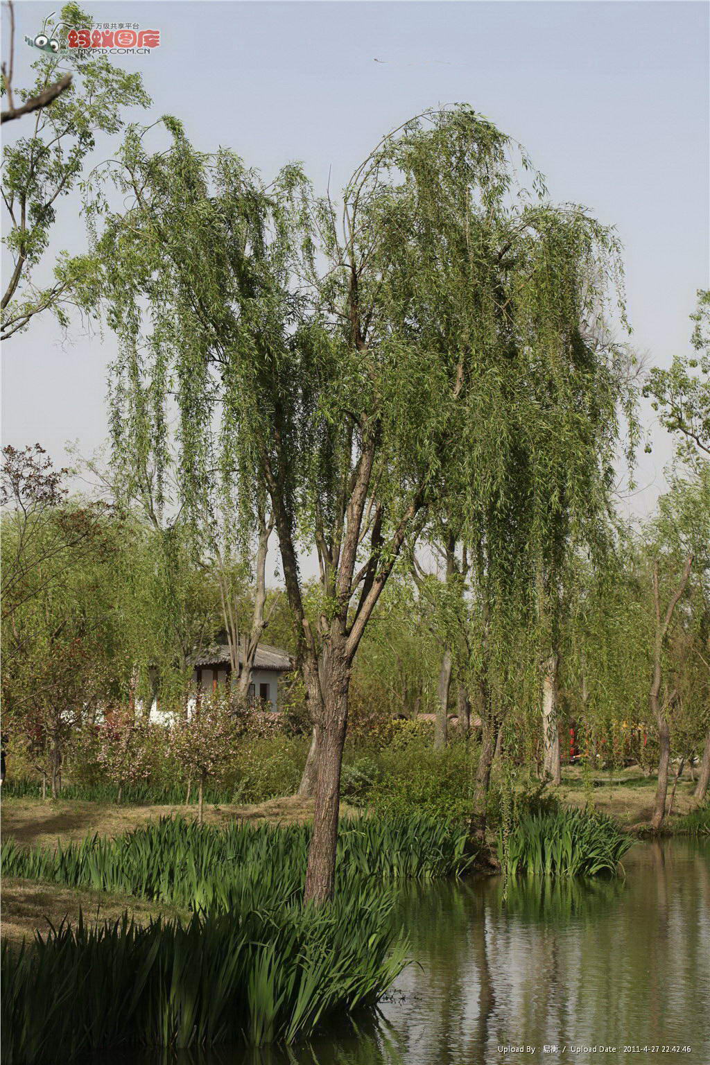 种植于河道湖边旱柳枝条向上生长,适合种植于道路更多柳树信息请点击