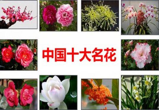 中国十大名花_百度百科