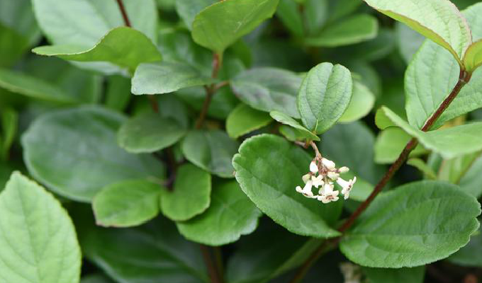  p>常绿荚蒾(学名: i>viburnum sempervirens /i> k.