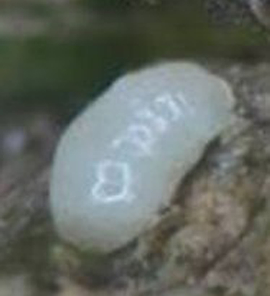 quadrastichus erythrinae kim