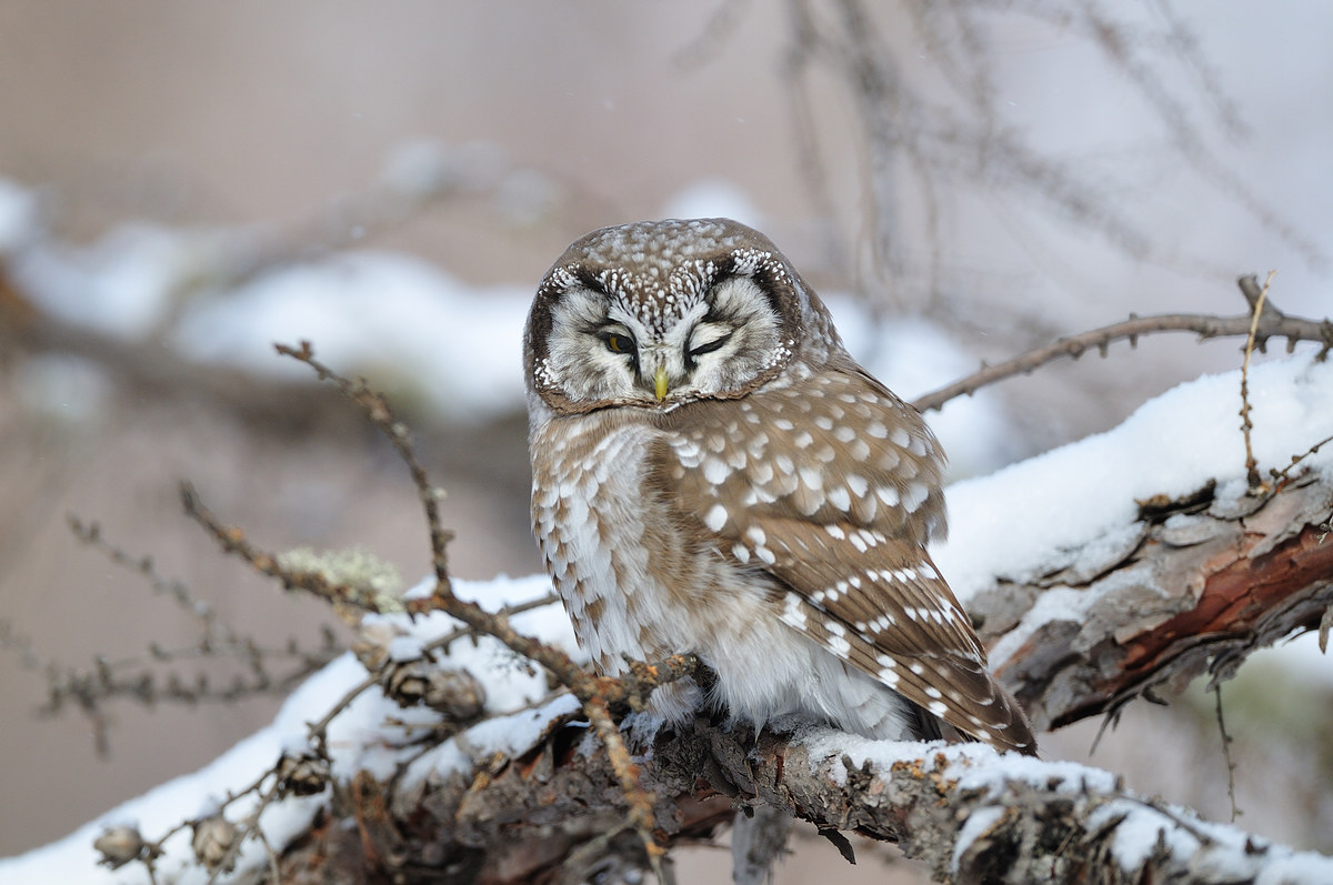  p>鬼鸮(学名: i>aegolius funereus /i>)是鸟纲鸱鸮科的鸟类, 全长23