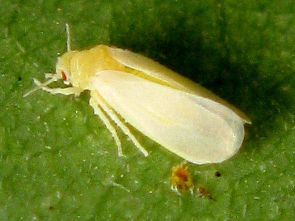  p>粉虱科(学名:aleyrodidae)是半翅目粉虱总科的刺吸式 a href="#"