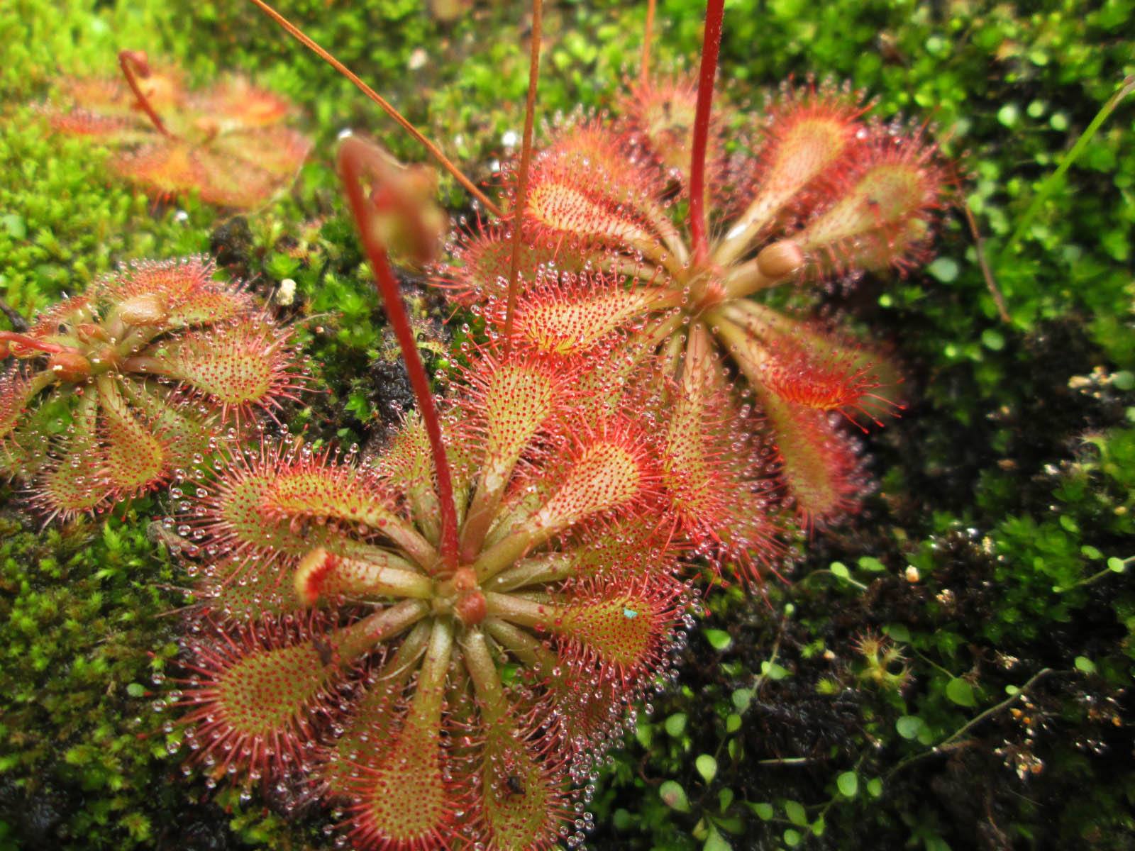 drosera capensis