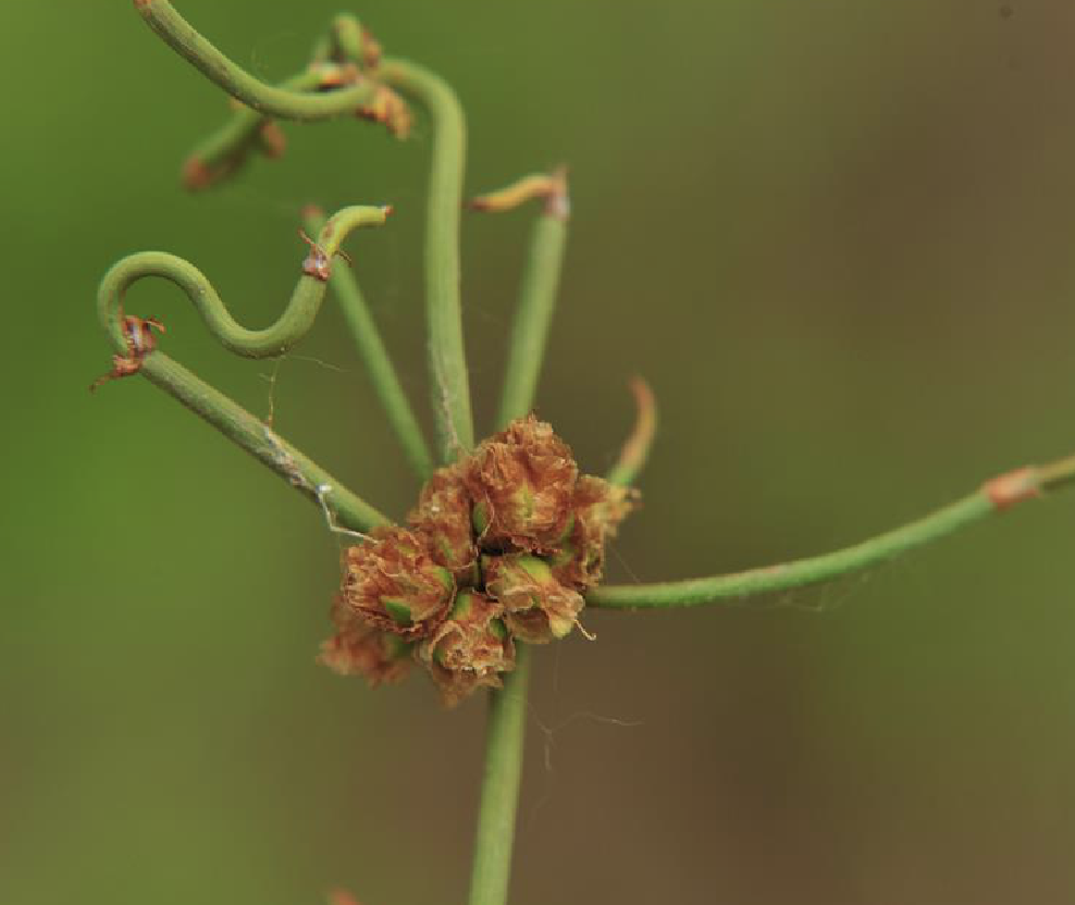  p>膜果麻黄(学名: i>ephedra przewalskii /i> stapf)是麻黄科麻黄属