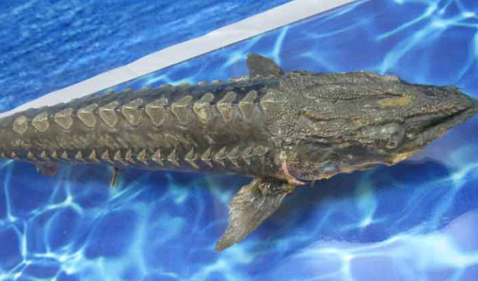  p>鲟形目,acipenseriformes,是辐鳍鱼纲下的一目.  