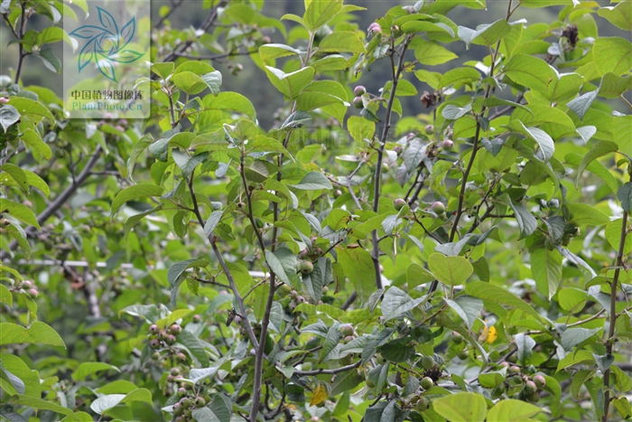  p>沧江海棠(学名: i>malus /i>  i>ombrophila /i> hand.-mazz.