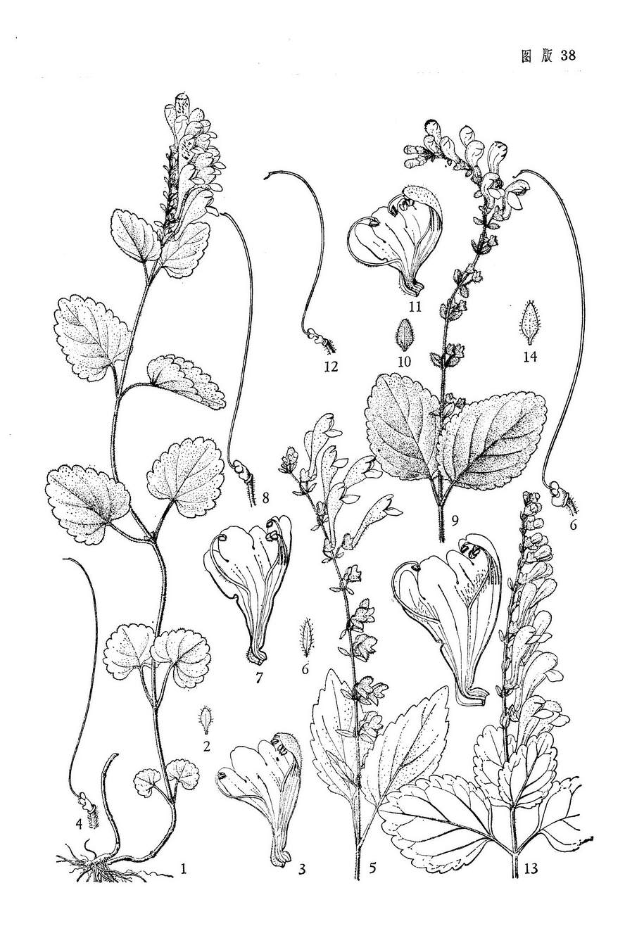 产云南中部(昆明至大姚盐丰);见于海拔1950—2050米的林中砂砾地上.