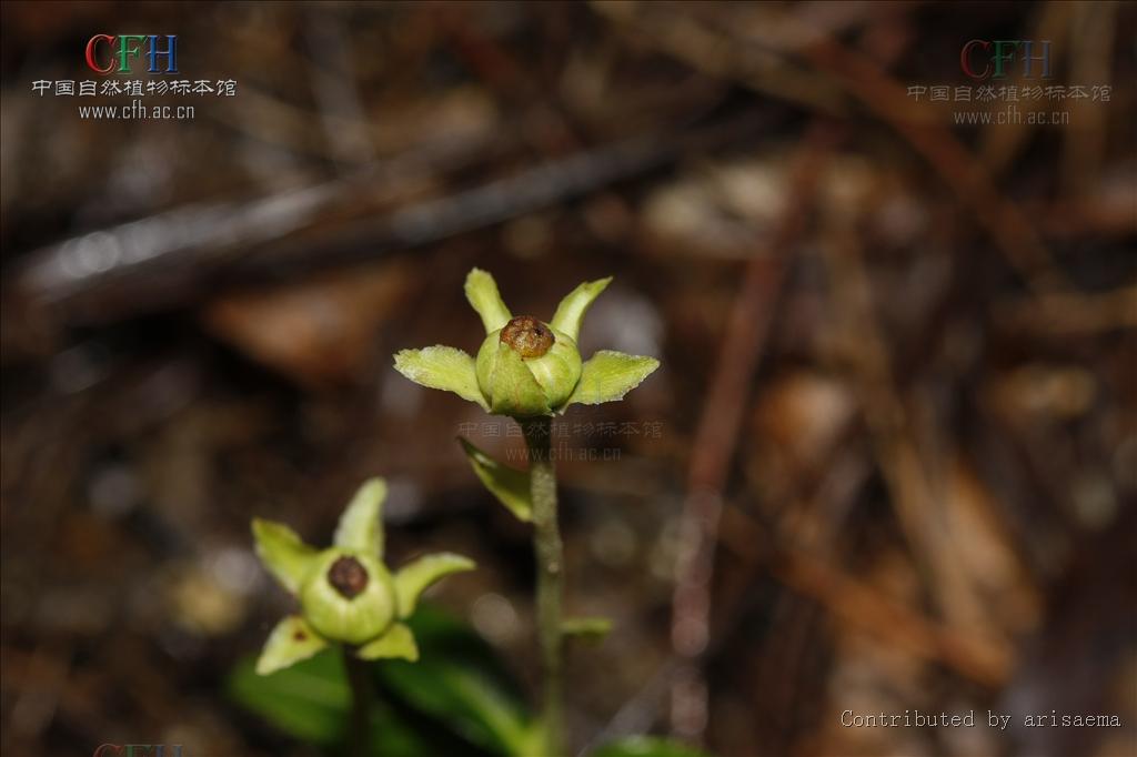  p> a href="#">喜冬草 /a>,常绿草本状小半 a href="#" data-lemmaid