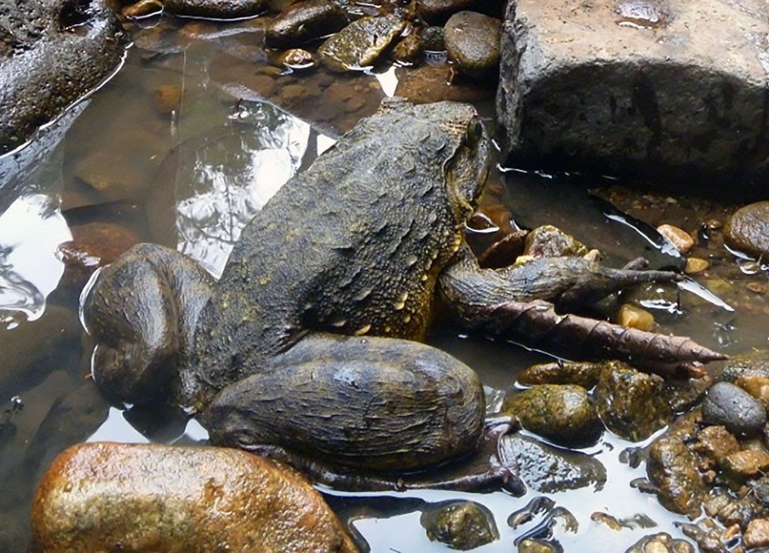  p>非洲巨蛙(学名: i>conraua goliath /i>):是蛙类中的"巨无霸".