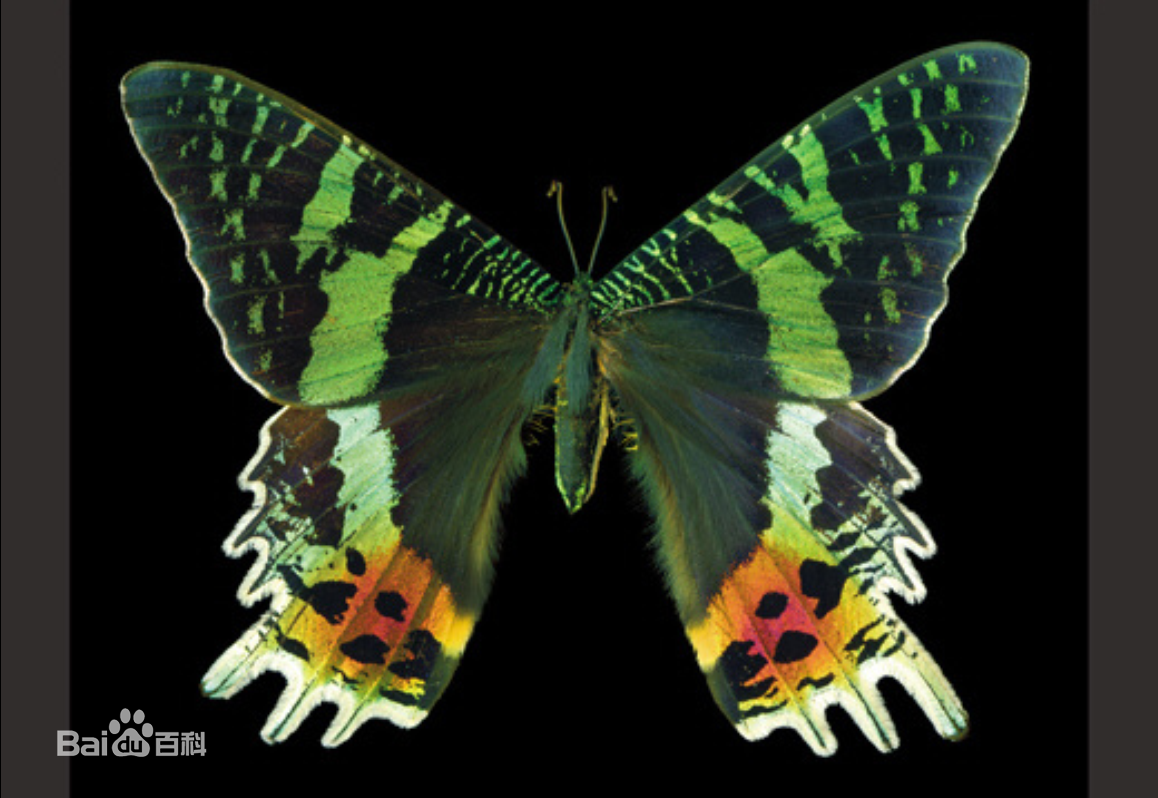  p>多尾凤蛾,即马达加斯加金燕蛾(学名: i>urania ripheus /i>)的俗称