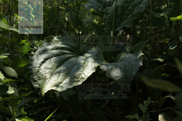  p>巨车前(学名:plantago maxima juss. ex jacq.