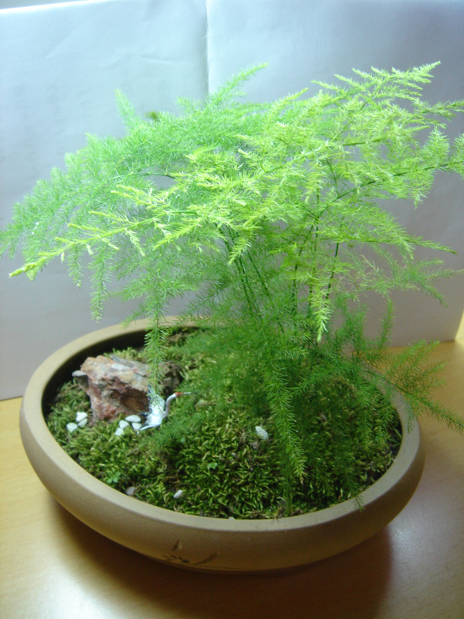 新生代植物区系