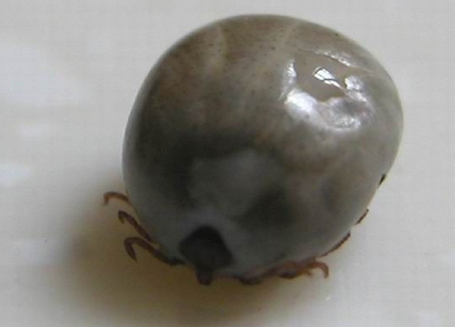  p>牛蜱属(niu pi)俗称牛虱子,属 a target="_blank" href="/item/蜱