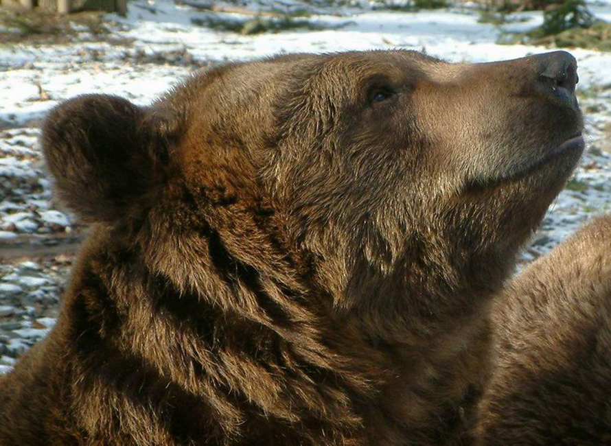  p>棕熊(学名: i>ursus arctos /i>):是哺乳纲,熊科的动物.