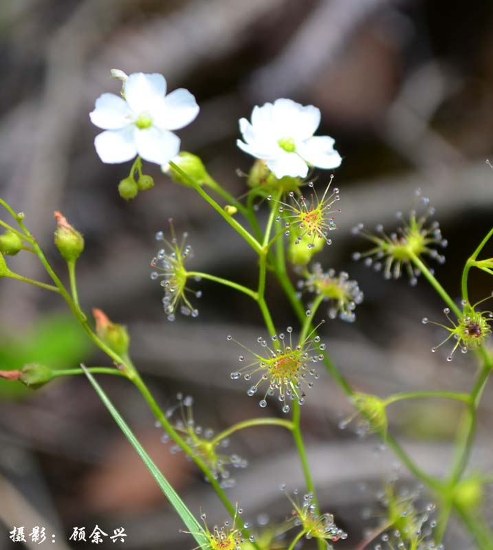  p>光萼茅膏菜(学名:drosera peltata smith var. glabrata y.z.