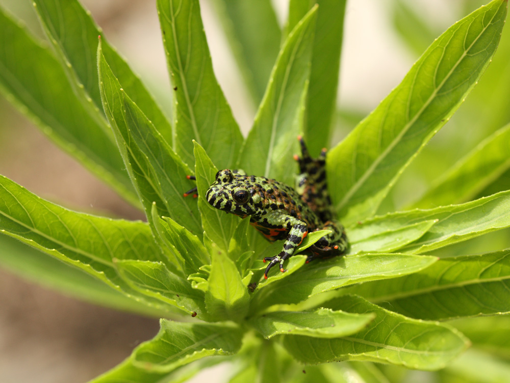  p data-id="gnvjm84ivy">"金蛙"即白化非洲爪蟾,隶属于 a target="