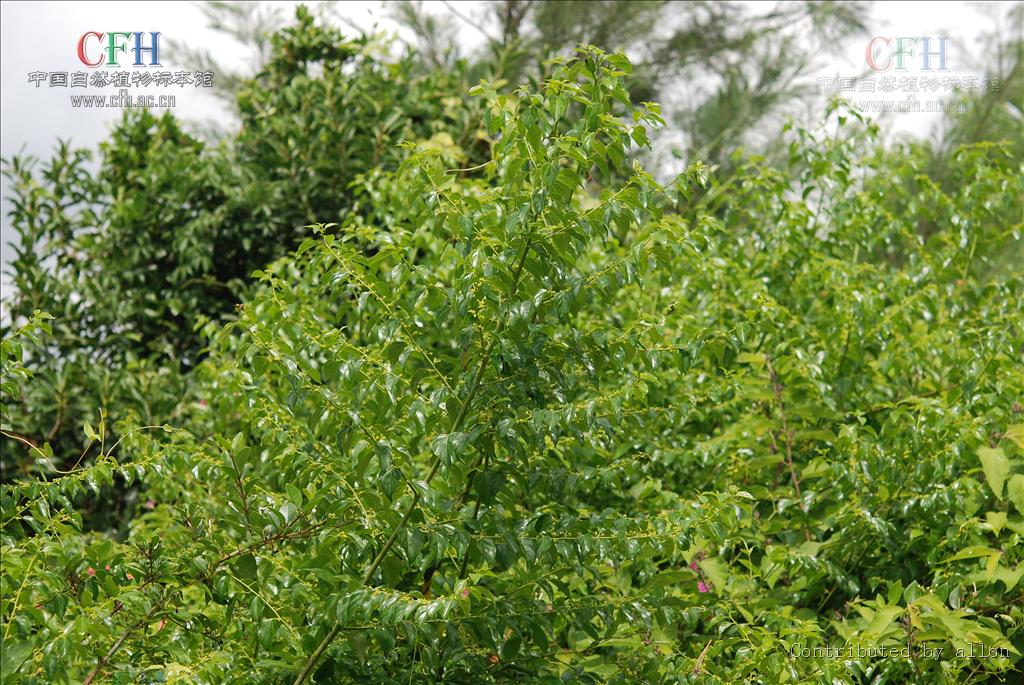  p>蛇藤属(拉丁学名:)直立或藤状灌木;叶互生,有齿,花小,两性,辐射