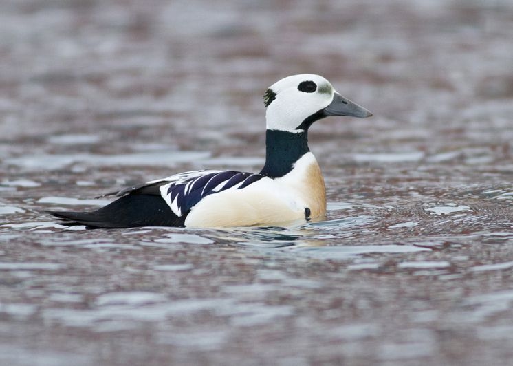  p>小绒鸭(学名: i>polysticta stelleri /i>)鸭科小绒鸭属鸟类,体长