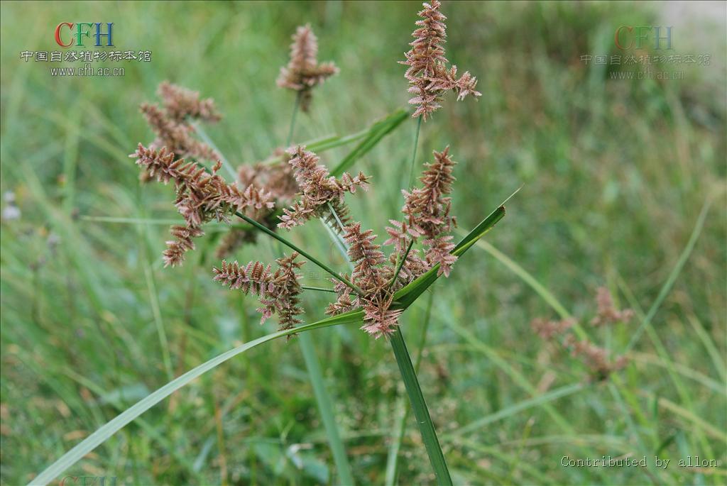  p>莎草属(学名 :cyperus linn.