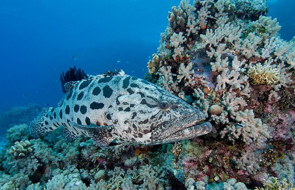 黑斑石斑鱼, i>epinephelus tukula i>(morgans, 1959),又称蓝身