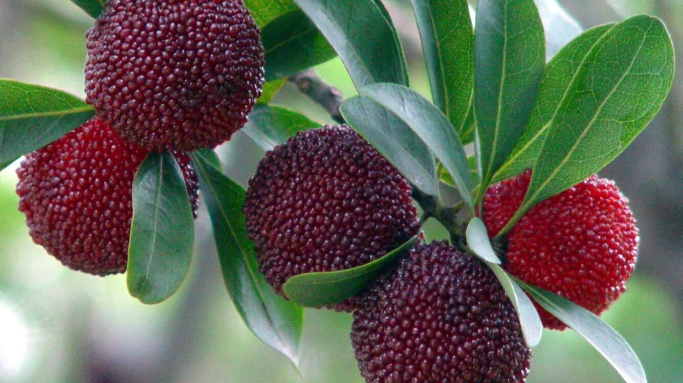  p> a href="#" data-lemmaid="5239910">云南杨梅 /a>,拉丁文名