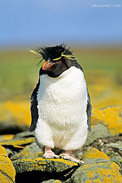 e·crestatus rockhopper penguin