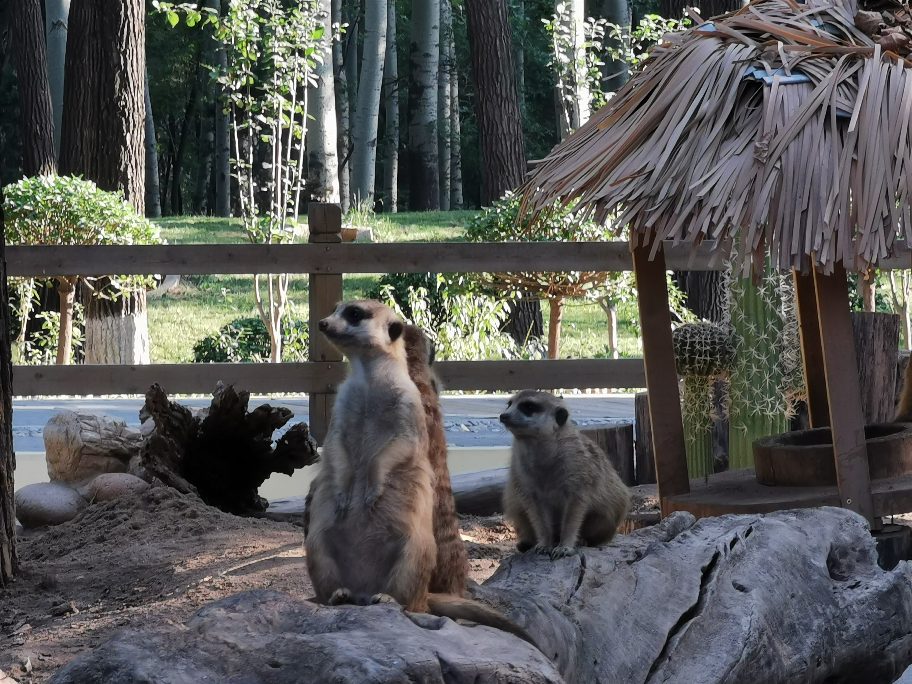大兴北京野生动物园